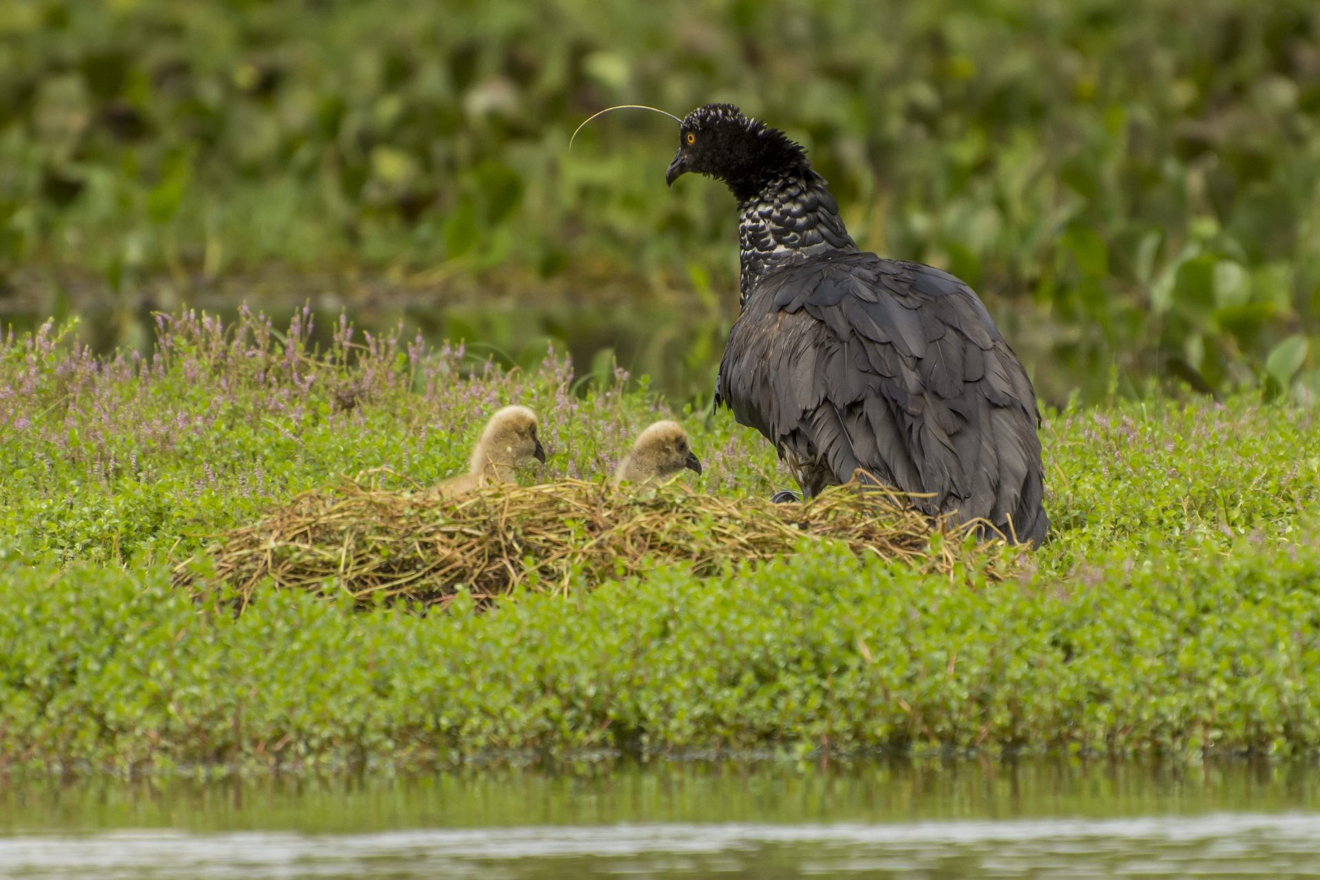 MS - Fauna - Aves - Pantanal - Anhuma