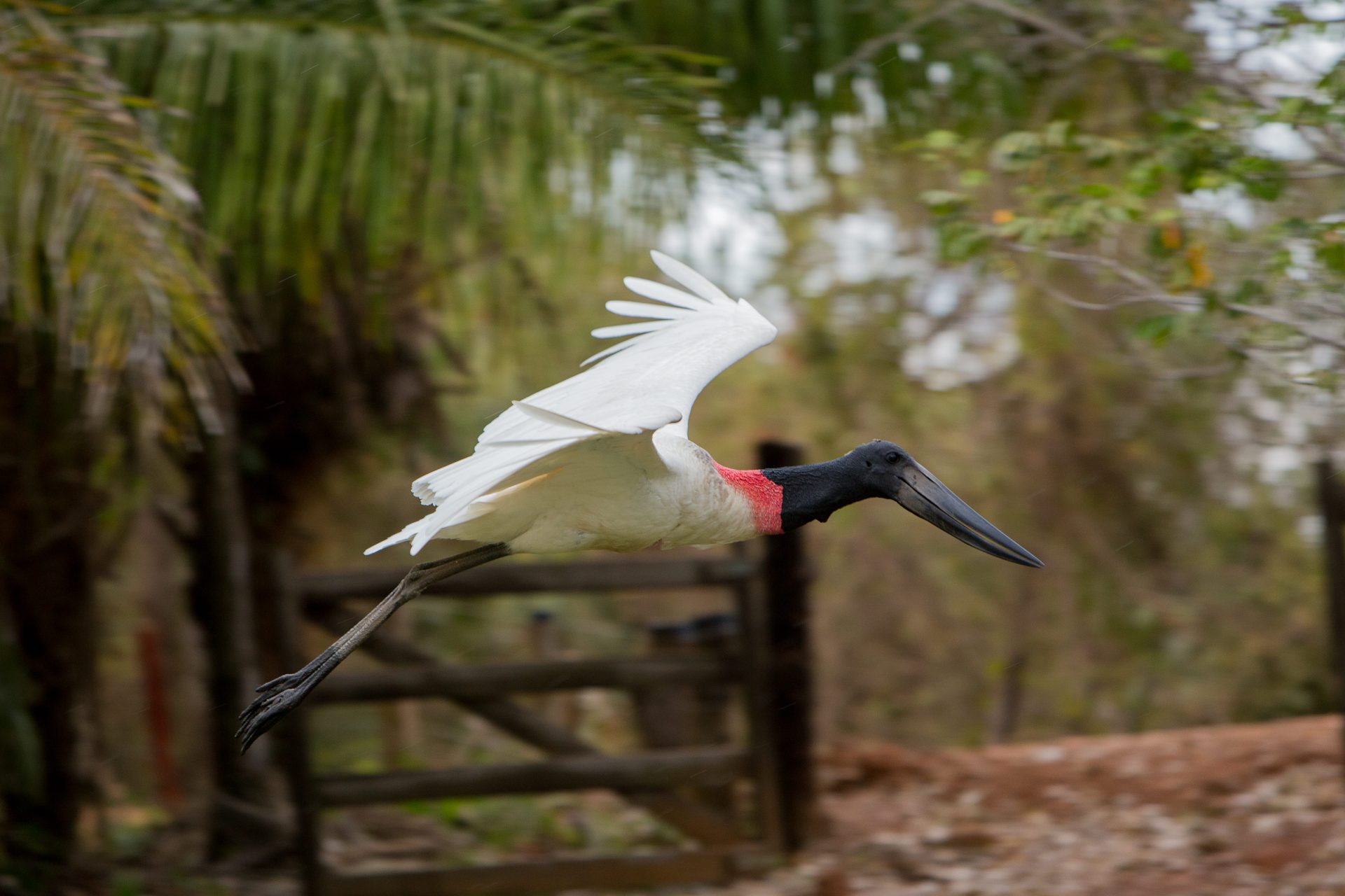MS - Fauna - Aves - Pantanal - Tuiuiú
