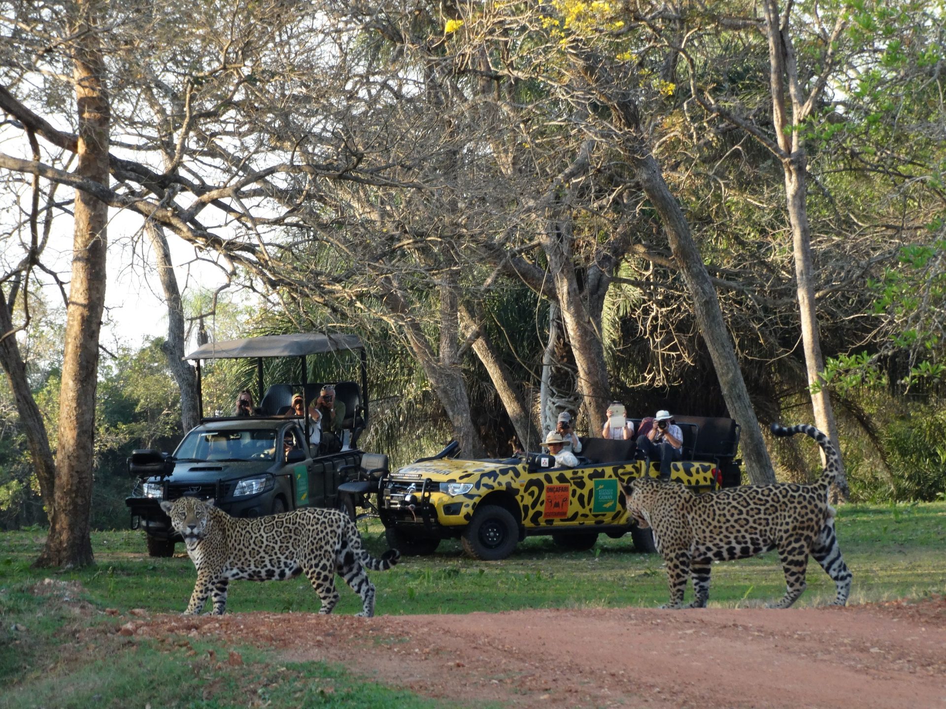 MS - Pantanal - Miranda - Safári (Crédito_ Edu Fragoso)